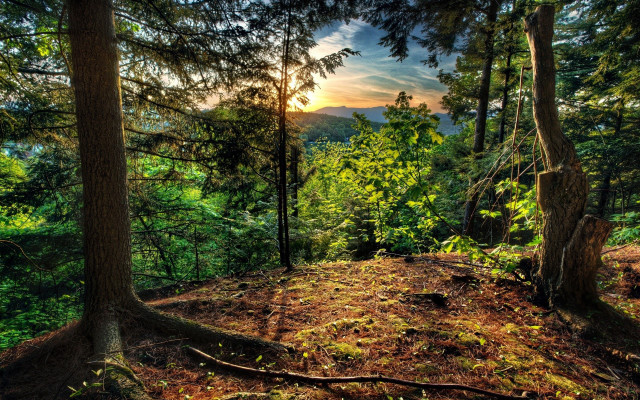 Forest trees sunset clouds sky free wallpaper - medium preview image