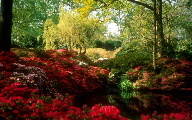 Lush stream forest flowers trees free wallpaper - medium preview image
