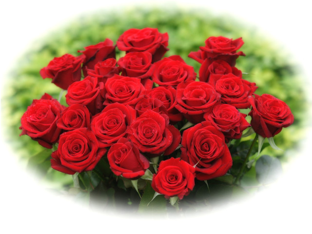Red roses bouquet white background free wallpaper - medium preview image