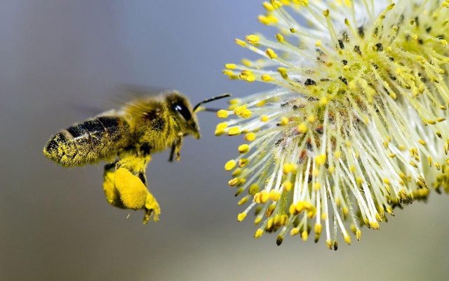 Bee flying flower yellow pollen free wallpaper - medium preview image