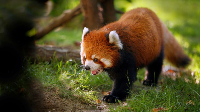 Red panda walking grassy field free wallpaper - medium preview image