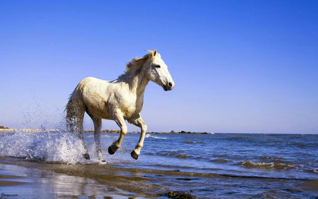 White horse running water beach #3 free wallpaper - medium preview image
