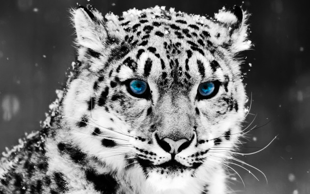 Snow leopard blue eyes snow #4 free wallpaper - medium preview image