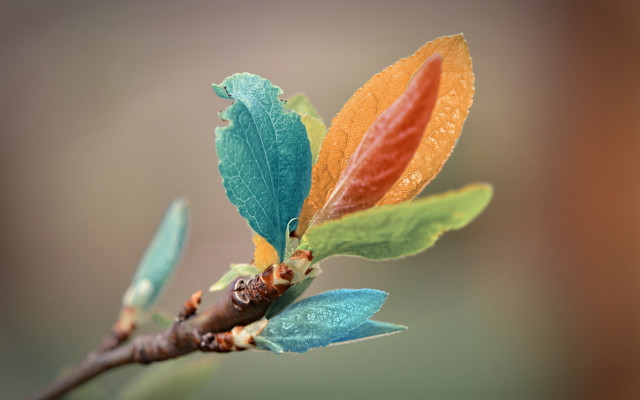 Branch leaves water drops nature free wallpaper - medium preview image