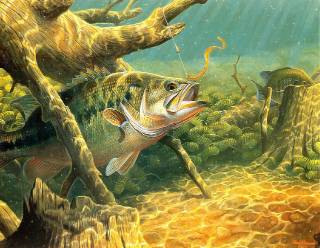 Fish swamp hook caught predator free wallpaper - medium preview image