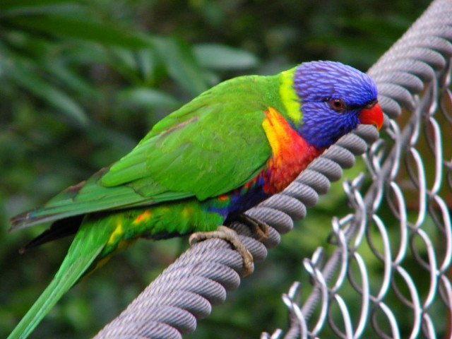 Colorful bird perched fence branch free wallpaper - medium preview image