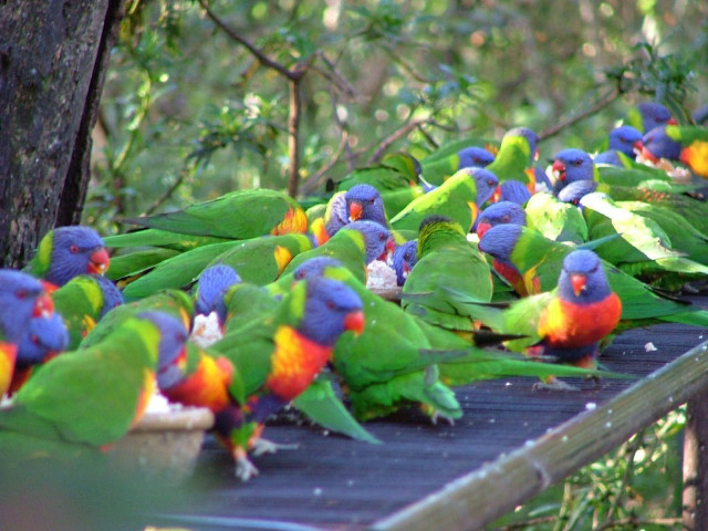 Colorful birds wooden platform forest free wallpaper - medium preview image