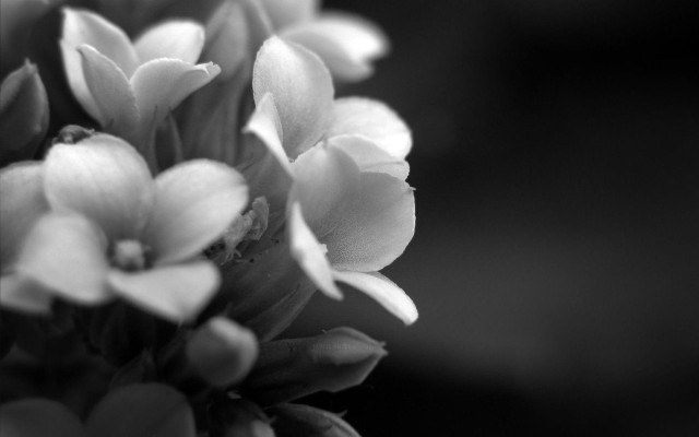 Black white flowers bloom blurry #2 free wallpaper - medium preview image