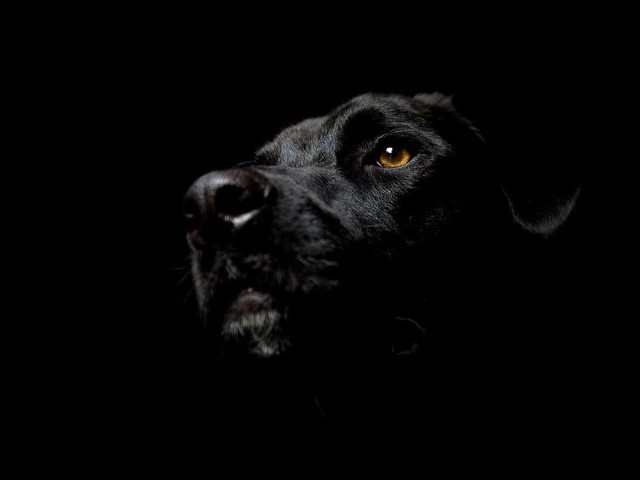 Black dog yellow eye looking #4 free wallpaper - medium preview image