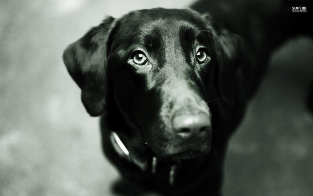 Black dog collar sad look free wallpaper - medium preview image