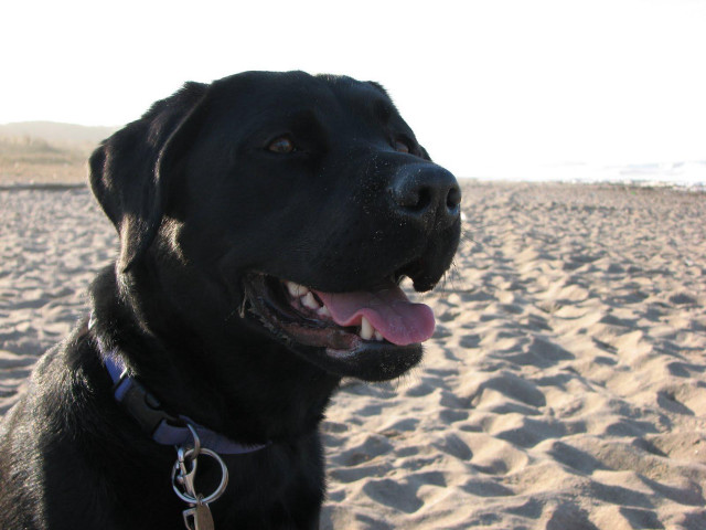Black dog beach ocean person free wallpaper - medium preview image