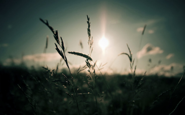 Field grass sun blue sky free wallpaper - medium preview image