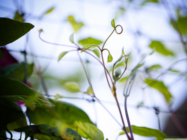 Green leaves sky clouds vines free wallpaper - medium preview image