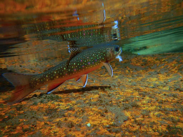 Fish swimming mouth open water free wallpaper - medium preview image