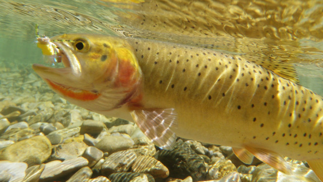 Fish swimming water rocks gravel free wallpaper - medium preview image