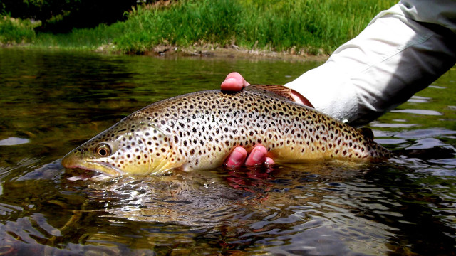 Person holding fish water grass free wallpaper - medium preview image