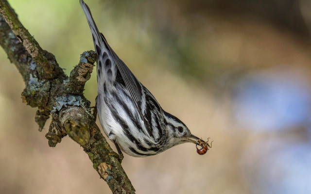Bird eating berry tree branch free wallpaper - medium preview image