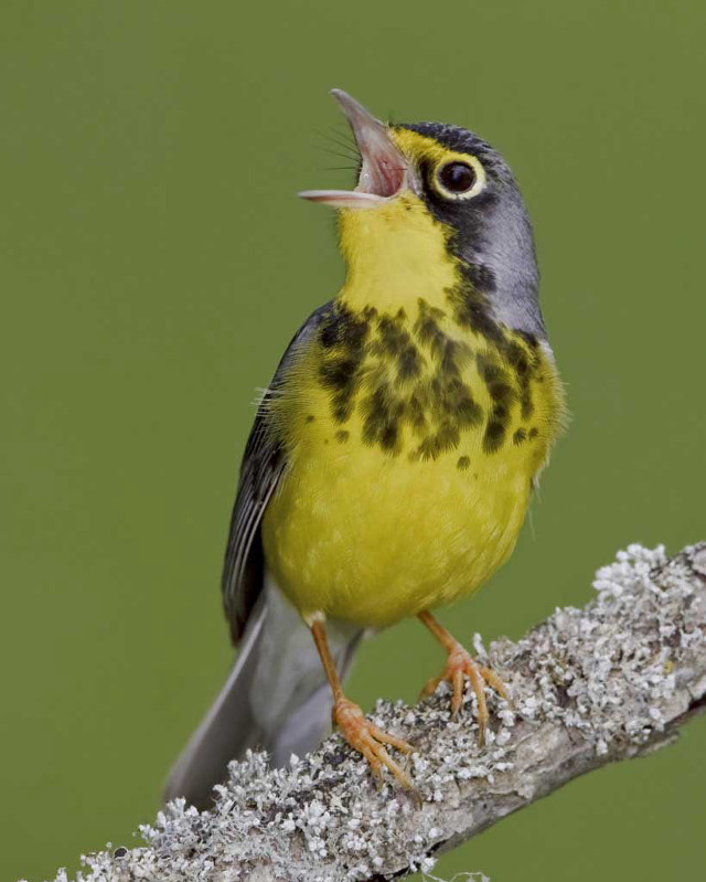 Yellow bird chica macnab green free wallpaper - medium preview image