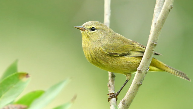 Small yellow bird tree branch free wallpaper - medium preview image