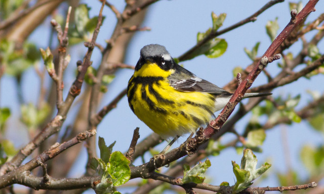 Yellow black bird tree branch free wallpaper - medium preview image