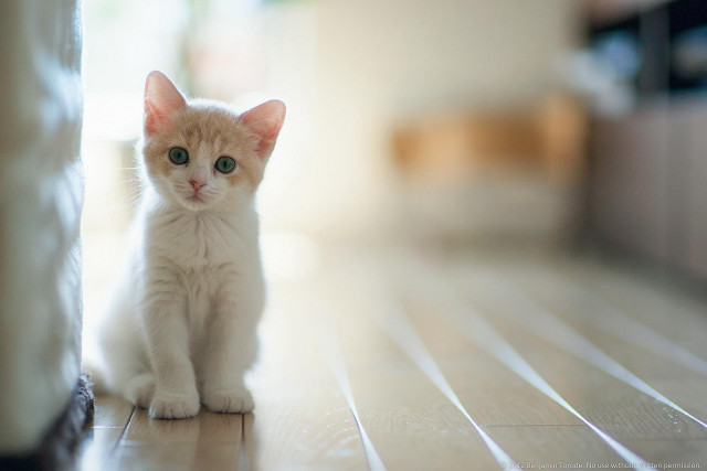 Small white kitten wooden floor #4 free wallpaper - medium preview image