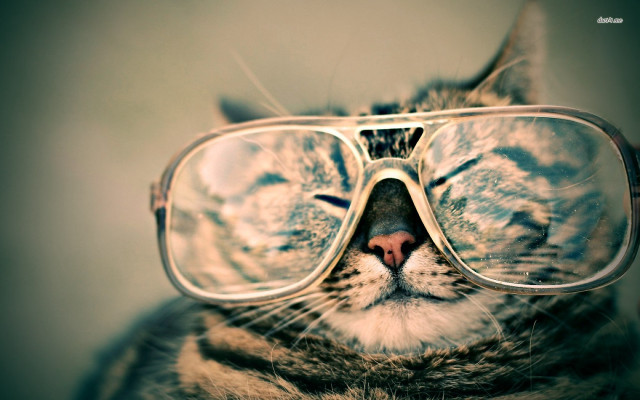 Cat glasses reflection face image free wallpaper - medium preview image