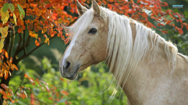 White horse red leaves green free wallpaper - medium preview image
