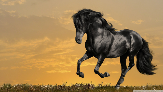 Black horse running field sunset free wallpaper - medium preview image