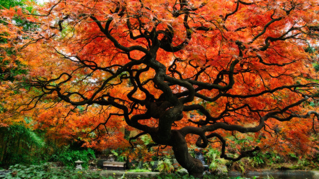 Large tree orange leaves park free wallpaper - medium preview image