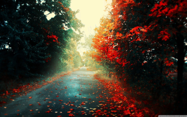 Road trees leaves sunbeam background free wallpaper - medium preview image