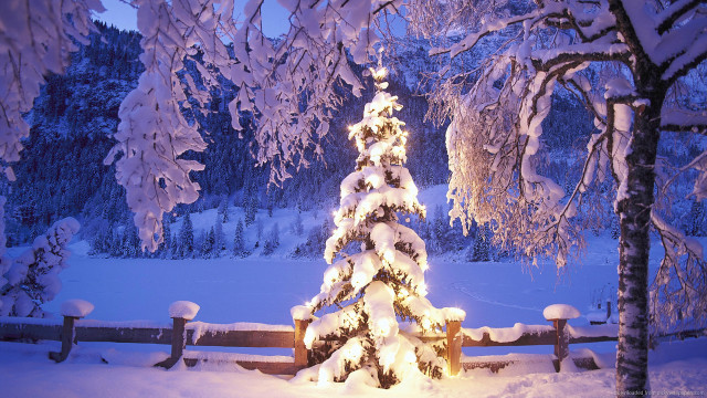 Snowy tree night fence background free wallpaper - medium preview image