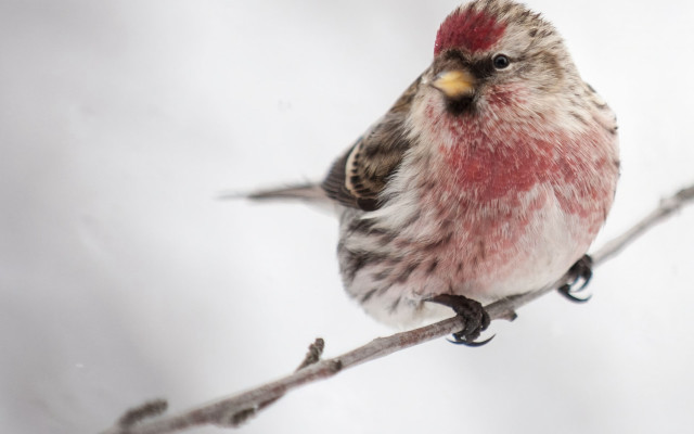 Small bird branch white background free wallpaper - medium preview image