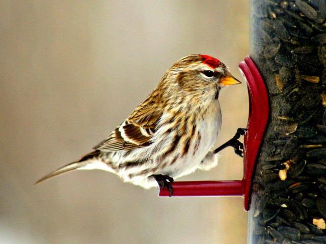 Bird feeder bird window sill free wallpaper - medium preview image