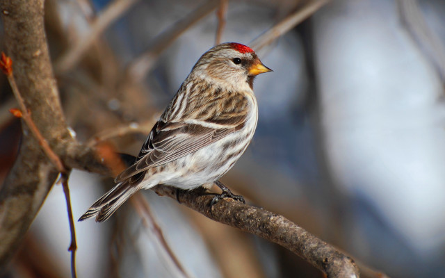 Bird branch tree no leaves free wallpaper - medium preview image