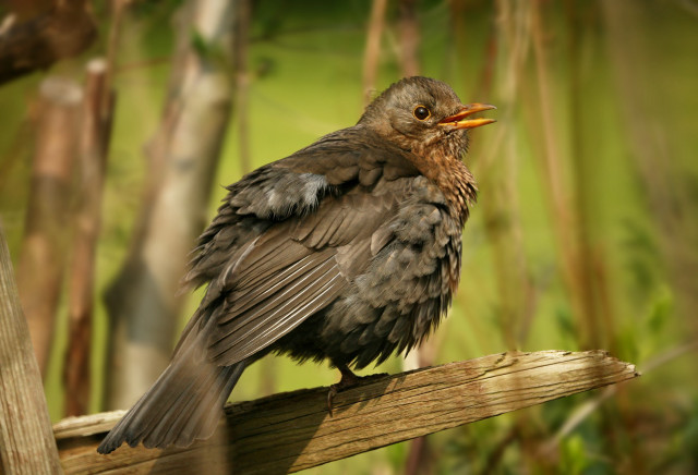 Bird wooden branch forest grass free wallpaper - medium preview image
