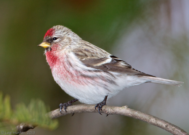 Small bird branch magic realism free wallpaper - medium preview image