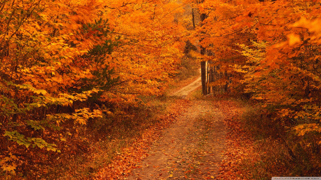 Wooded path leaves gate nature free wallpaper - medium preview image