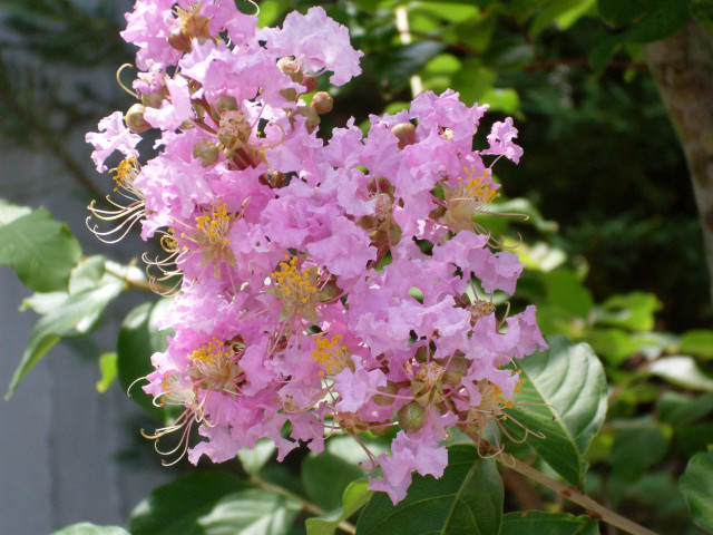 Pink flower tree branch leaves free wallpaper - medium preview image