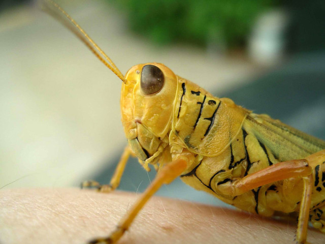 Yellow insect arm blurry background free wallpaper - medium preview image