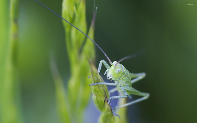 Green grasshopper stalk blurry background free wallpaper - medium preview image