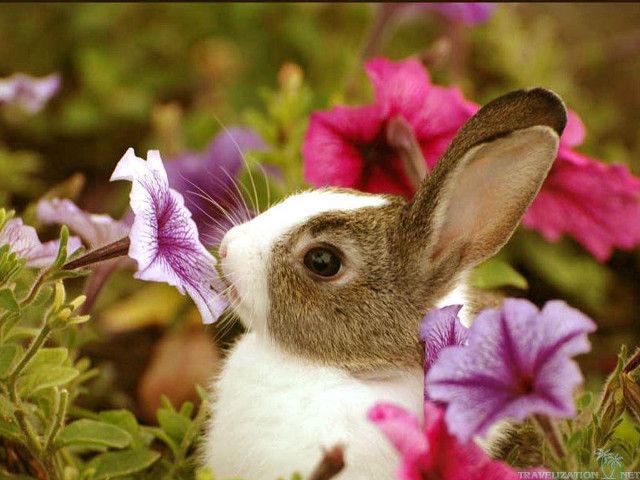Rabbit field flowers butterfly blurry free wallpaper - medium preview image