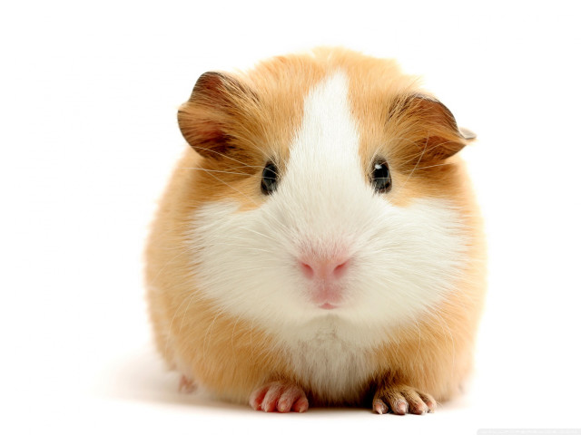 Hamster cute adorable white background free wallpaper - medium preview image