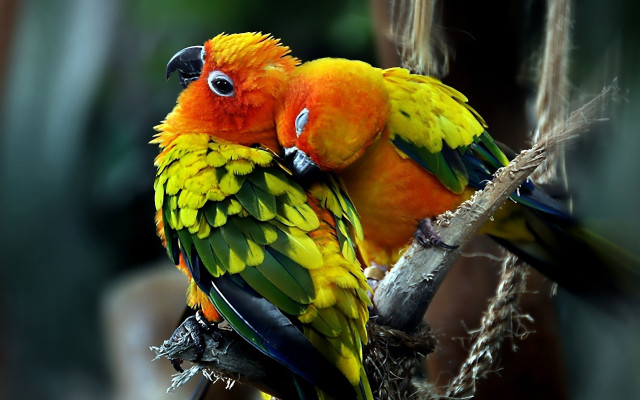 Colorful birds branch blurry background free wallpaper - medium preview image