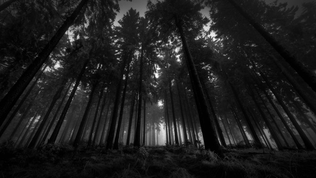Black white forest tall trees #4 free wallpaper - medium preview image