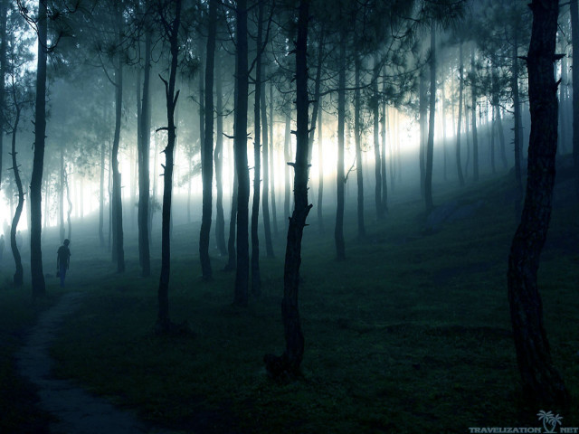 Person walking forest night fog free wallpaper - medium preview image