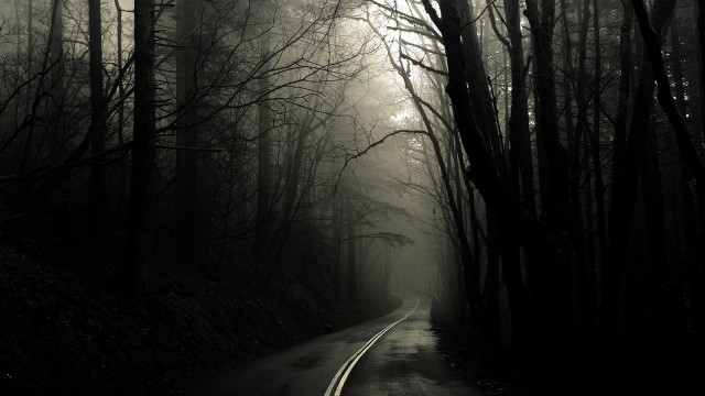 Forest road fog trees nature free wallpaper - medium preview image