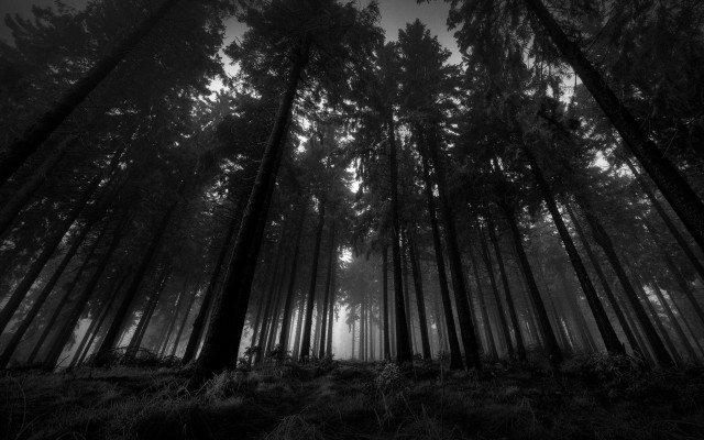 Black white forest tall trees #5 free wallpaper - medium preview image