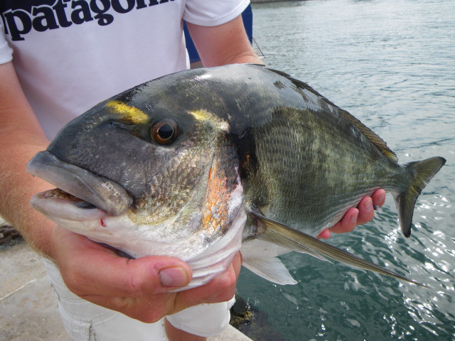 Man holding fish near water free wallpaper - medium preview image