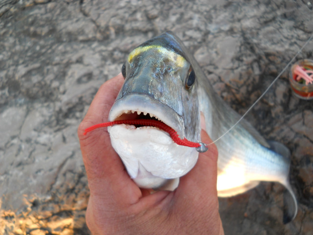 Person holding fish string attached free wallpaper - medium preview image