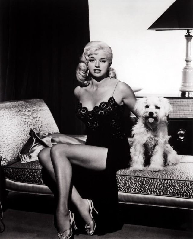 Woman couch dog lamp relaxing free wallpaper - medium preview image